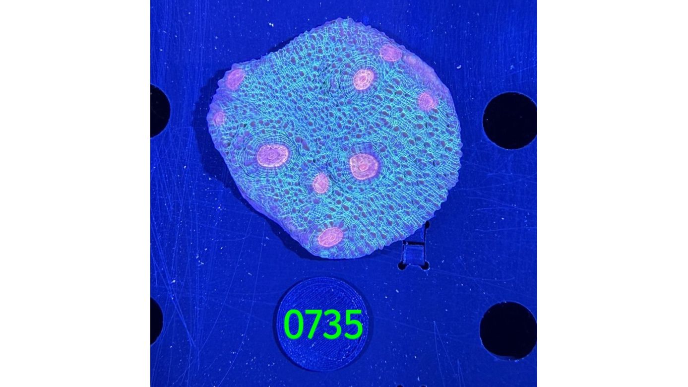 Echinophyllia/Chalice WYSIWYG 0735