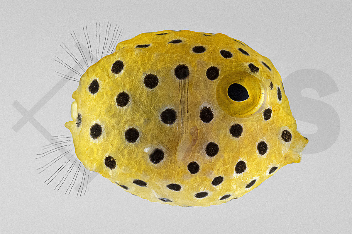 Ostracion cubicus - gewöhnlicher Kofferfisch