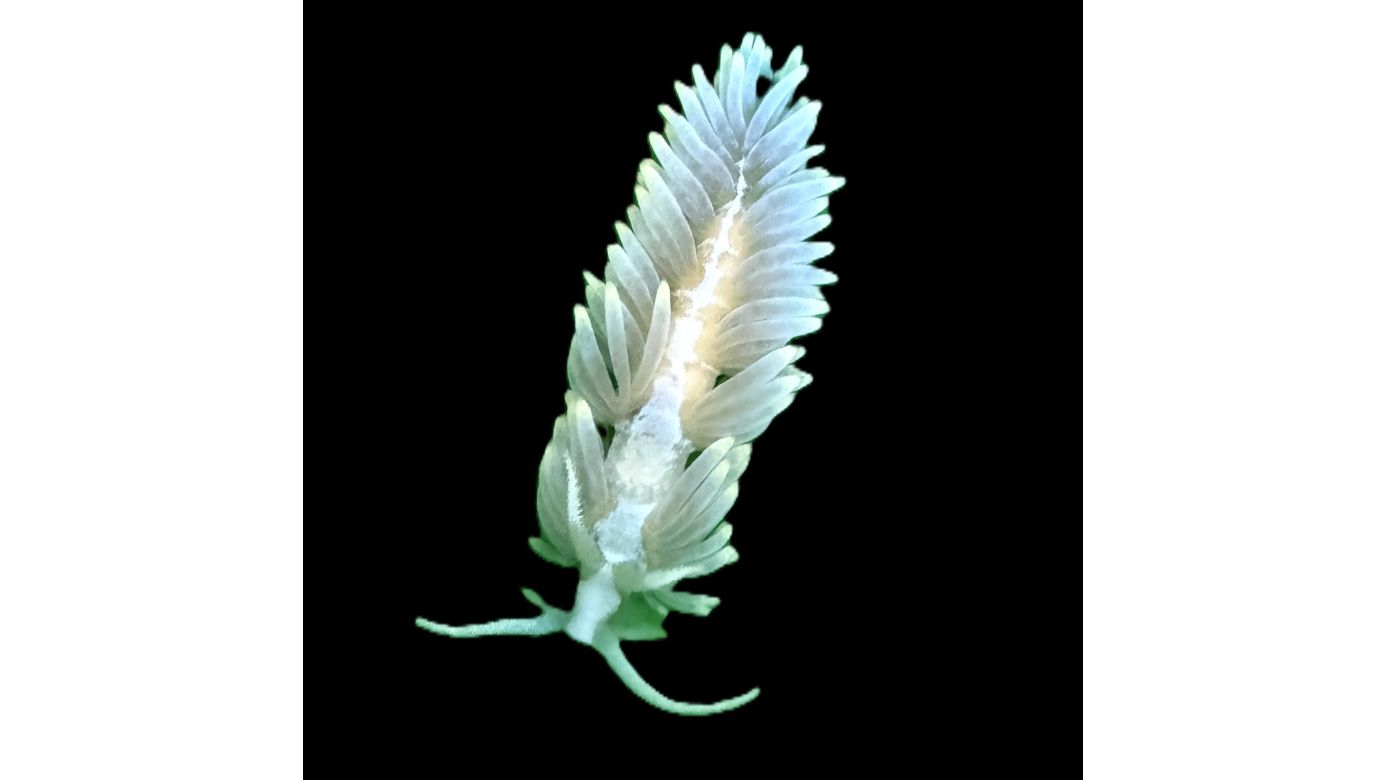 Berghia stephanieae - Glasrosenfressende Nacktschnecke PPNZ