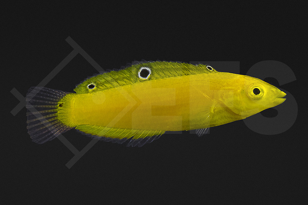 Halichoeres chrysus - Kanarienlippfisch