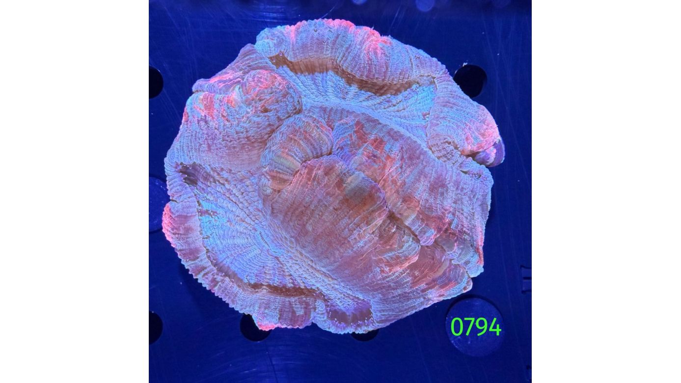 Trachyphyllia geoffroyi WYSIWYG 0794