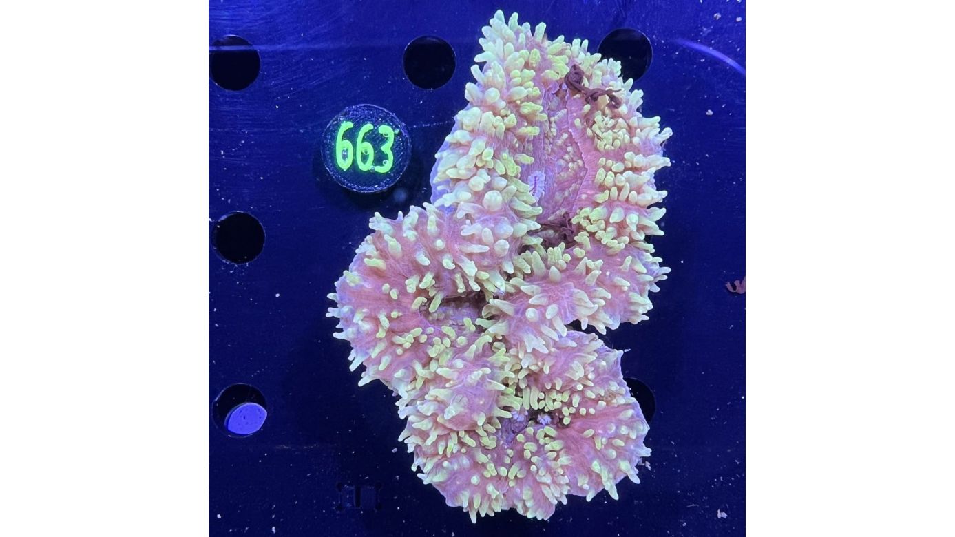 Lobophyllia sp. WYSIWYG 0663