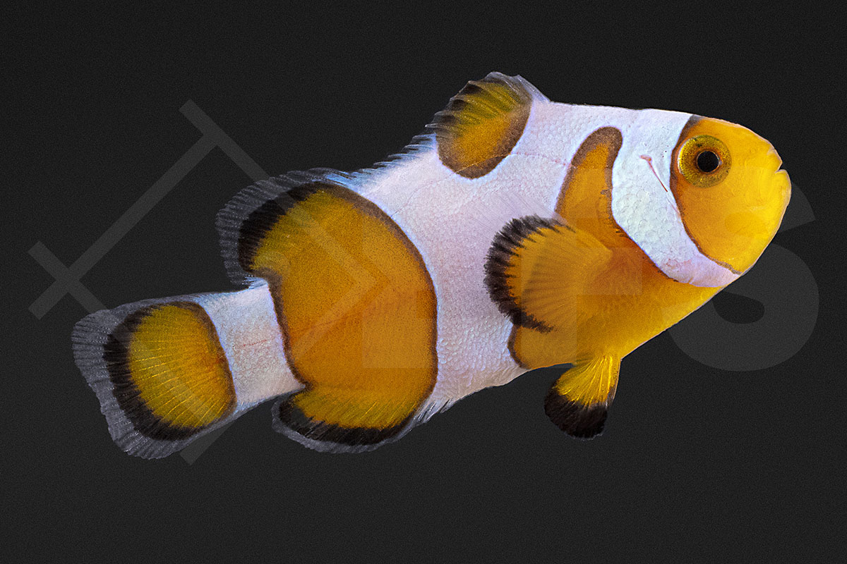 Amphiprion ocellaris - Falscher Clownfisch "Premium Gladiator" NZ