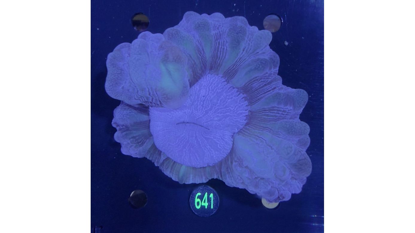 Cynarina lacrymalis WYSIWYG 0641