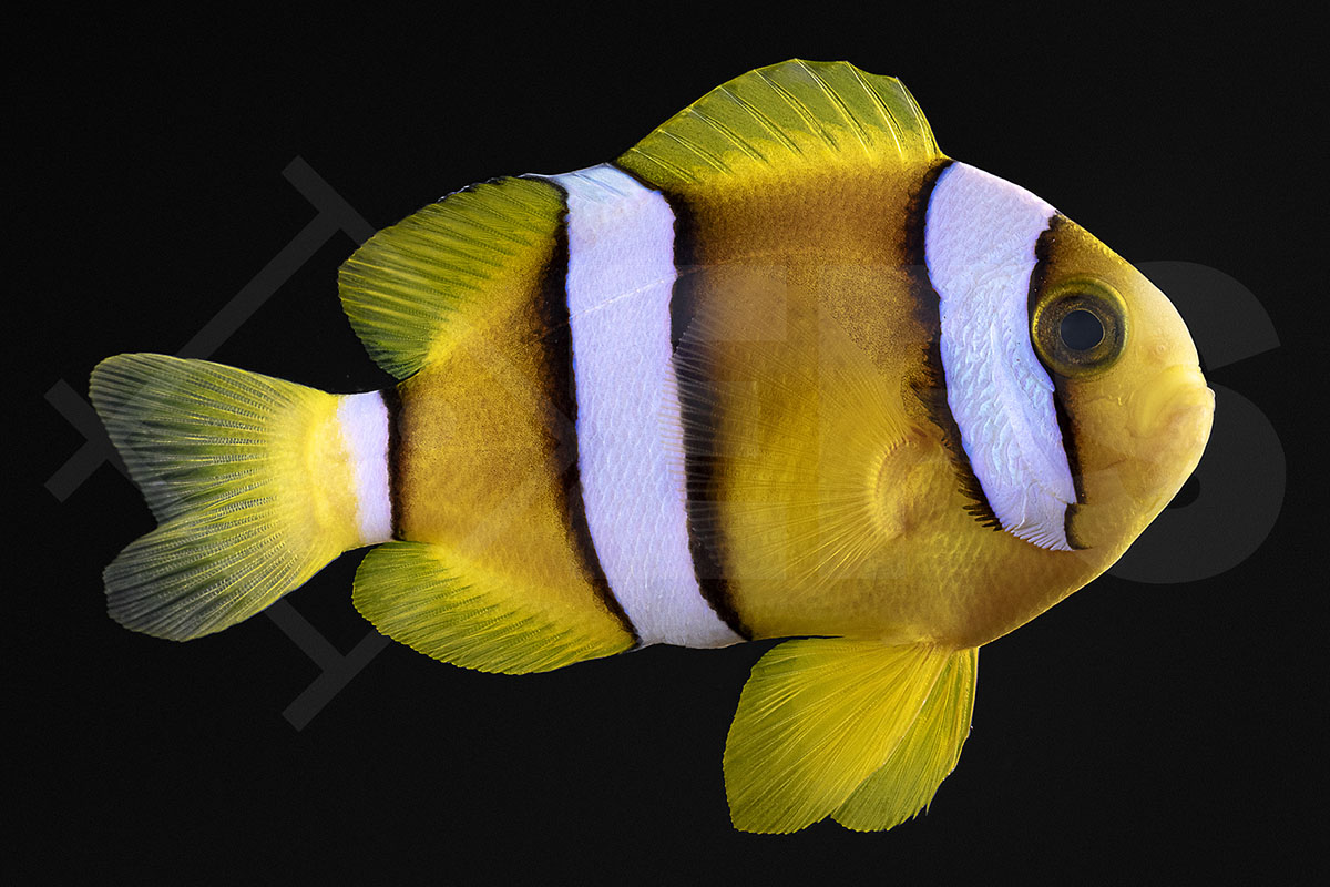 Amphiprion clarkii - Clarks Anemonenfisch Natur NZ