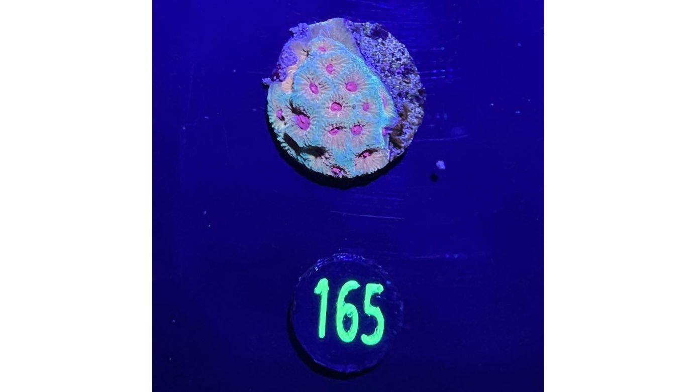 Favia sp. - Mondkoralle Fascination Deutsche Nachzucht 0165