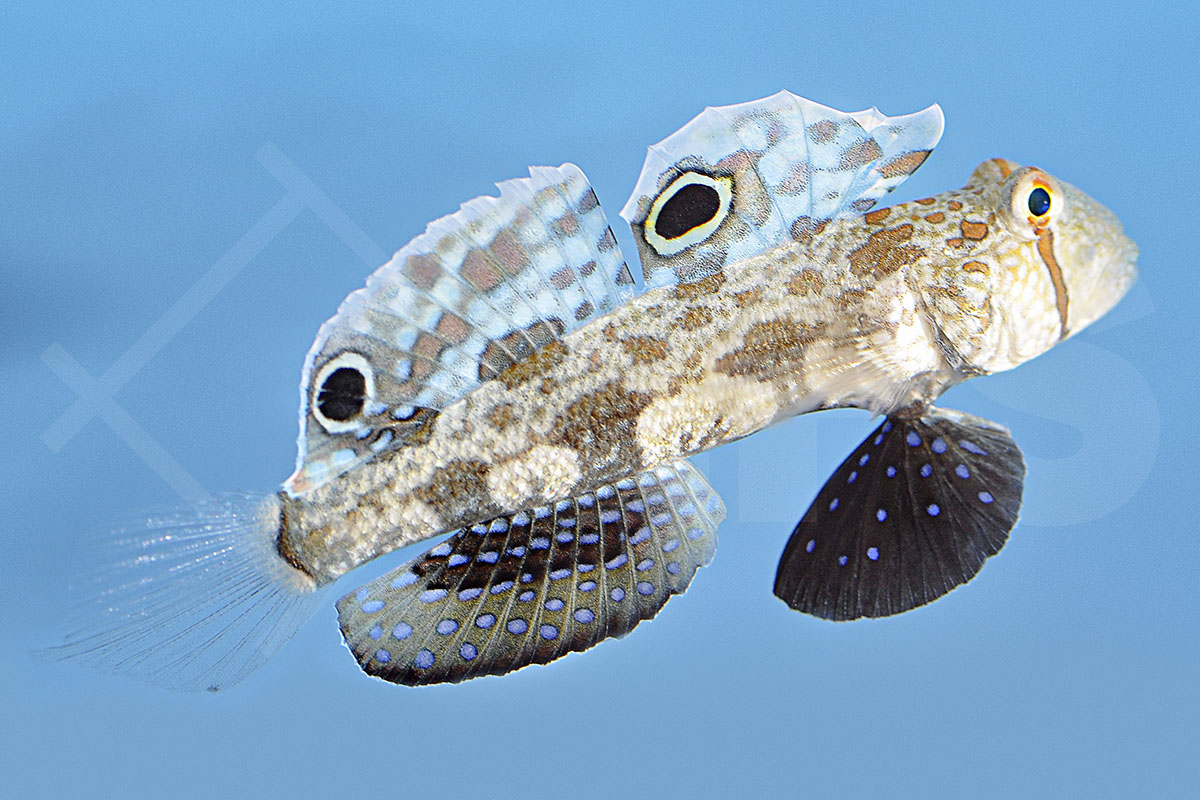 Signigobius biocellatus - Krabbenaugengrundel