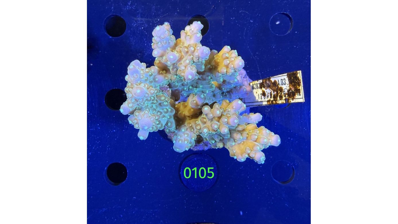 Acropora sp. WYSIWYG 0105