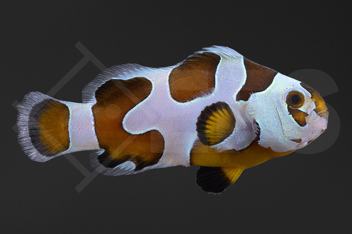 Amphiprion ocellaris - Falscher Clownfisch "Mocha Storm" NZ