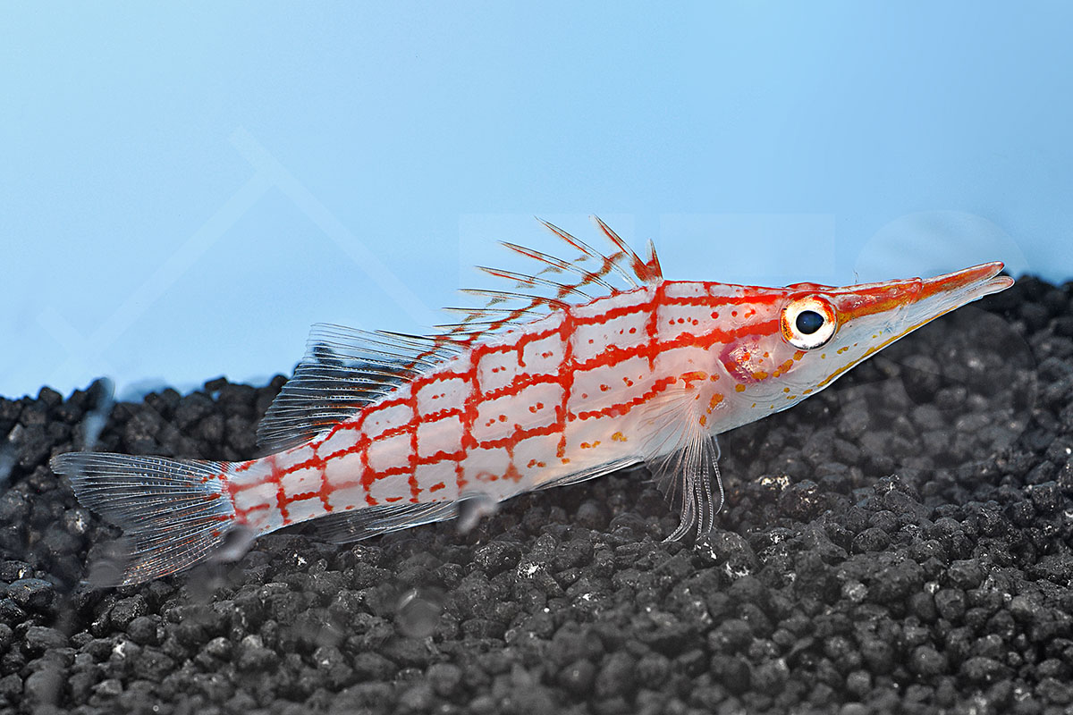 Oxycirrhites typus - Langschnäuziger Korallenwächter