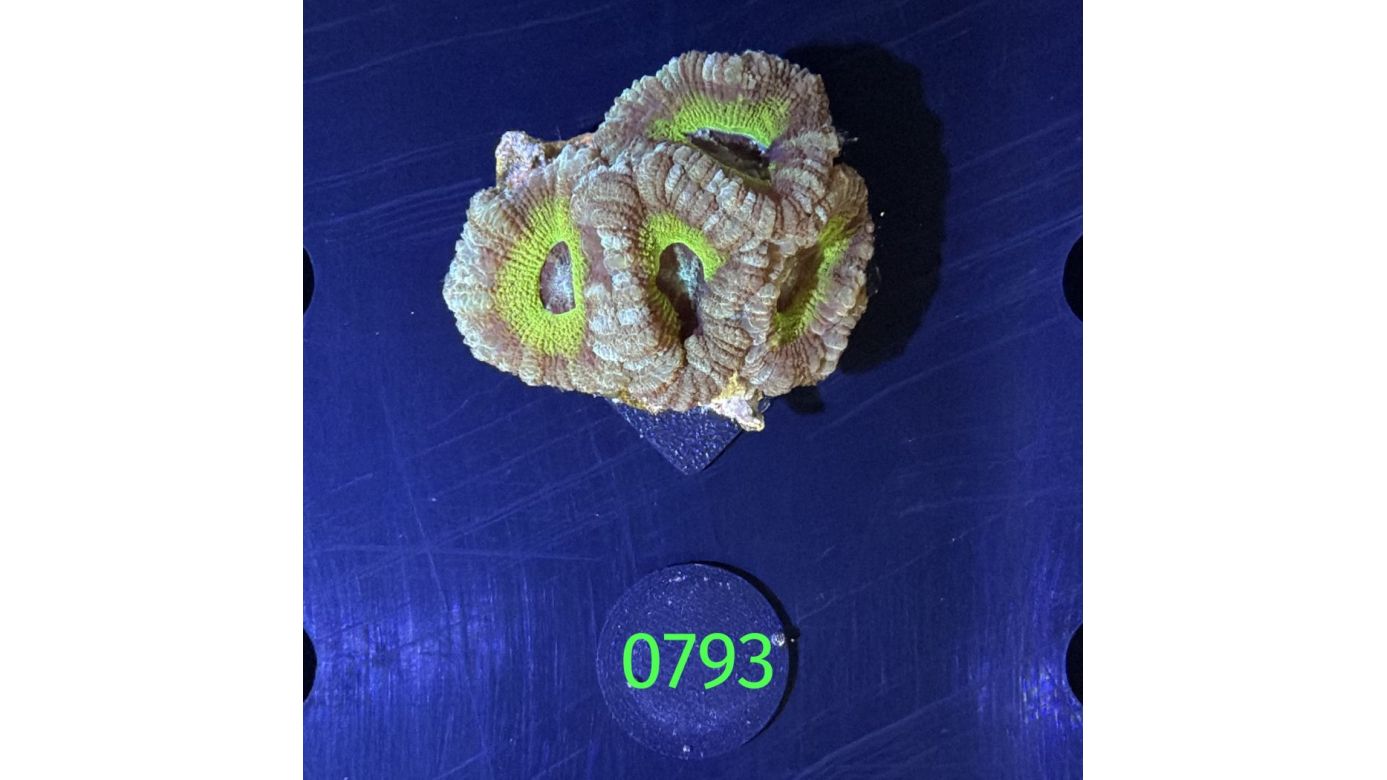 Acanthastrea sp. WYSIWYG 0793