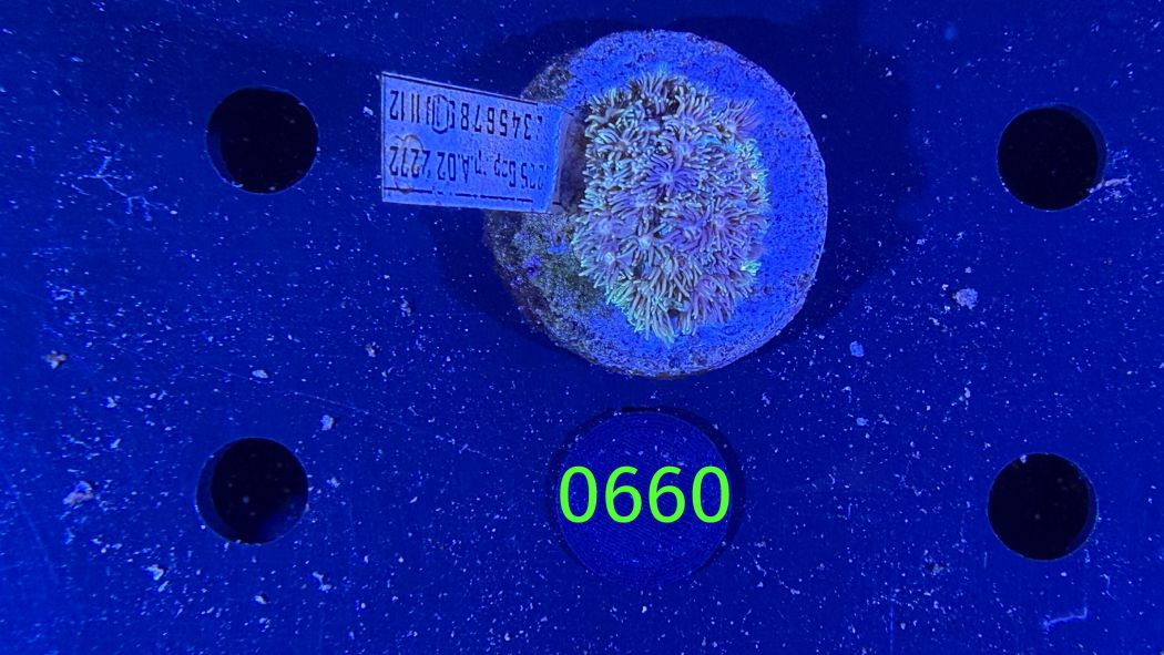 Goniopora sp. WYSIWYG 0660
