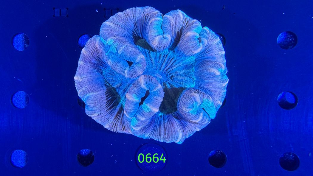 Trachyphyllia geoffroyi WYSIWYG 0664