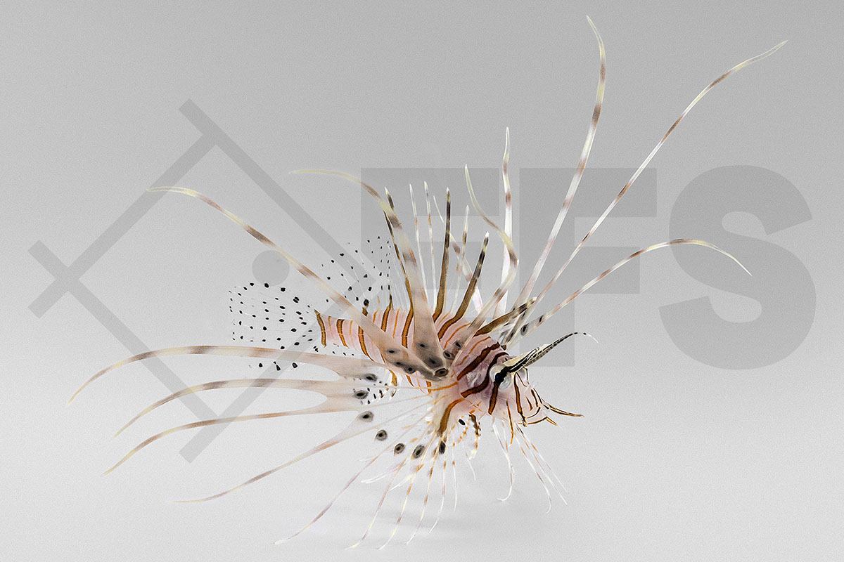 Pterois volitans - Rotfeuerfisch