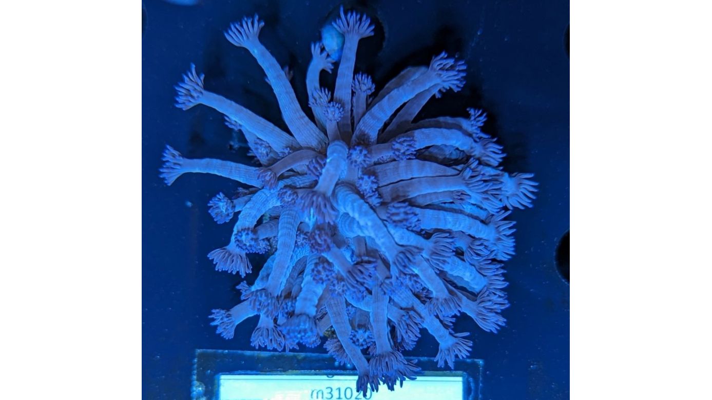 Goniopora sp. - Margeritenkoralle Lila/Blau Mund Deutsche Nachzucht 0010