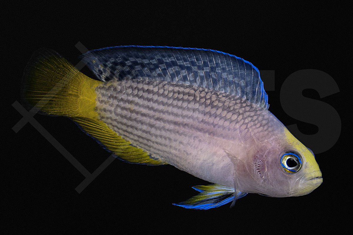 Manonichthys splendens (Pseudochromis) - Pracht Zwergbarsch NZ