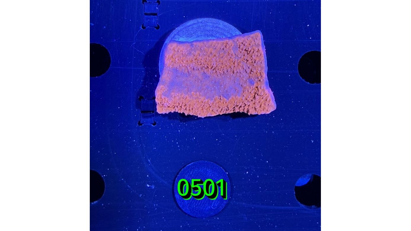 Montipora sp.- Kleinpolypige Steinkoralle "rot" Deutsche Nachzucht 0501