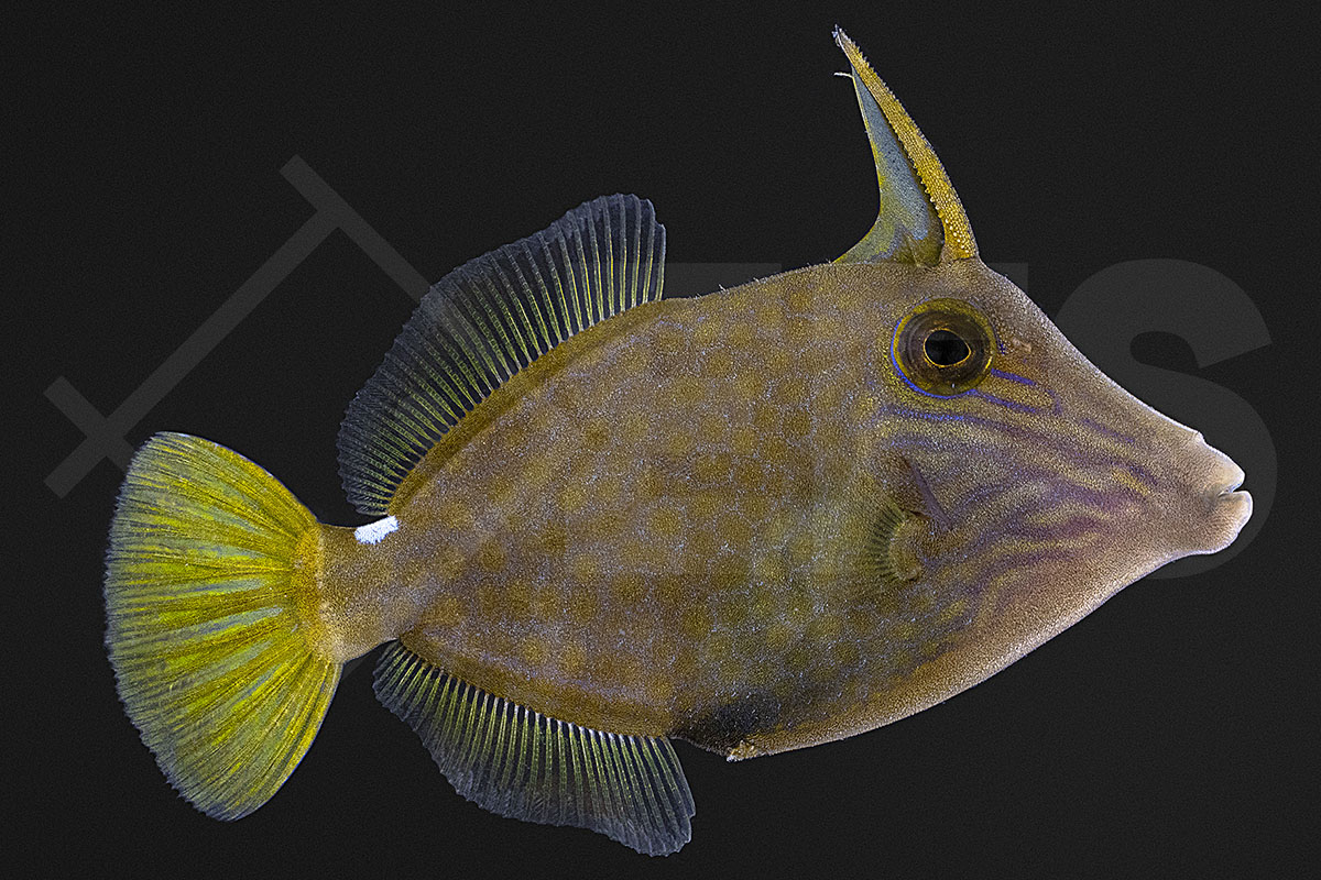 Cantherhines pardalis - Netz-Feilenfisch