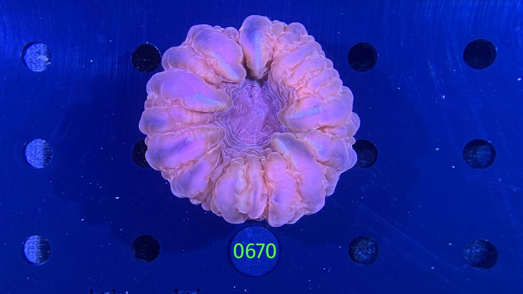 Cynarina lacrymalis WYSIWYG 0670