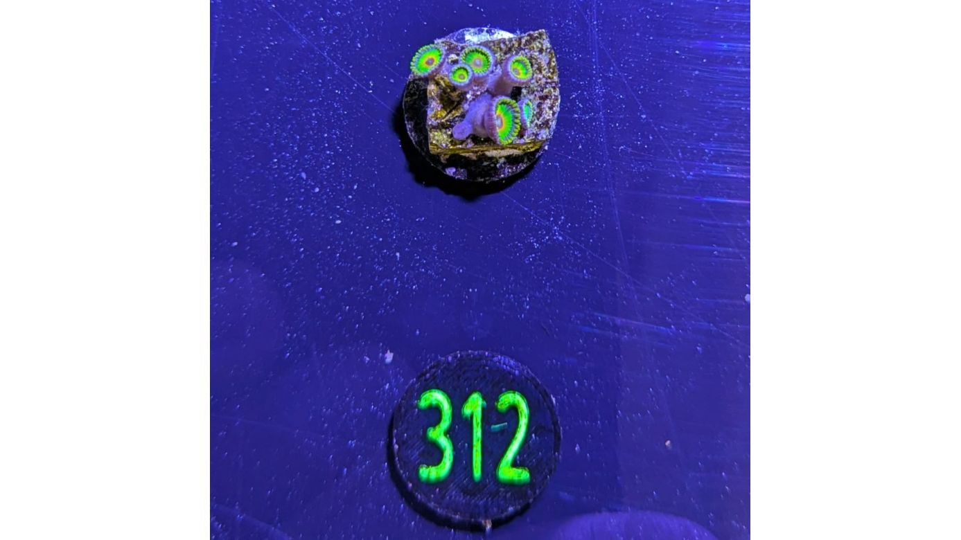 Zoanthus sp. - Krustenanemone "Rasta" PlanktonPlus Nachzucht 0312