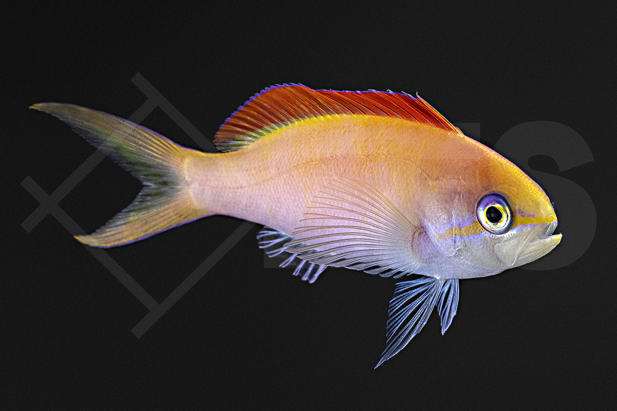 Pseudanthias dispar - Sichel Fahnenbarsch