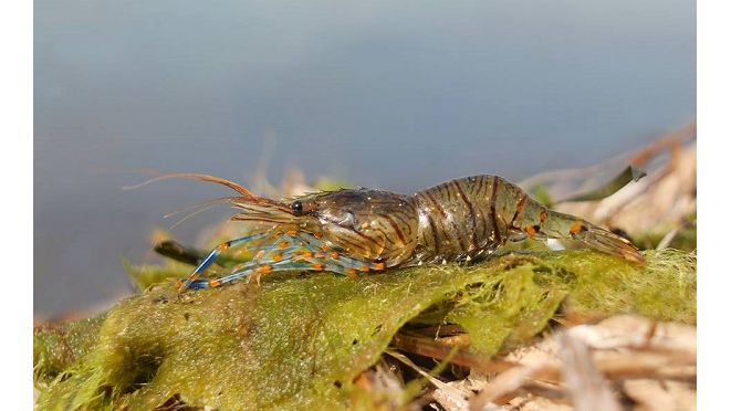 Palaemon pacificus - Felsengarnele