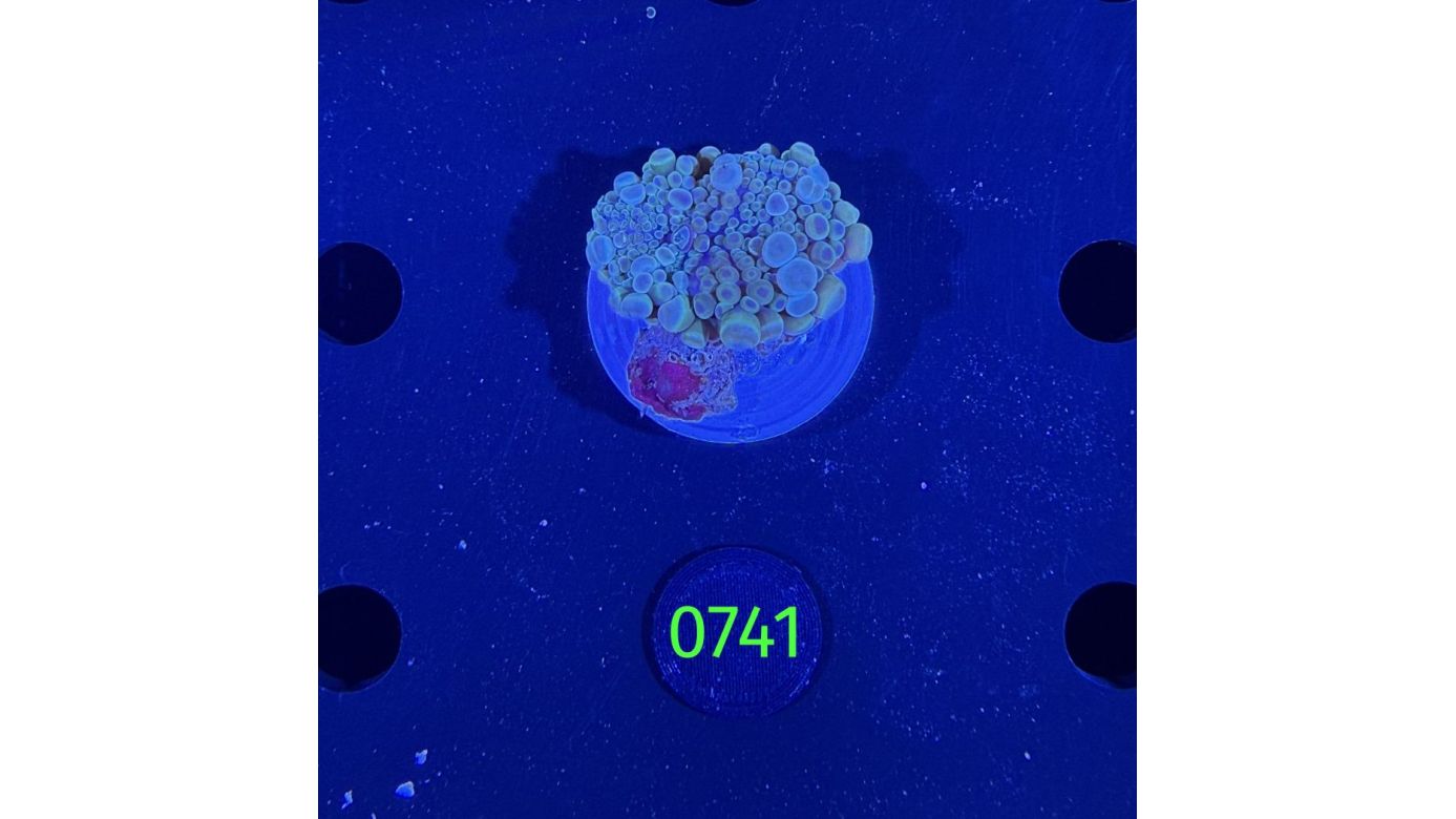 Ricordea sp. WYSIWYG 0741