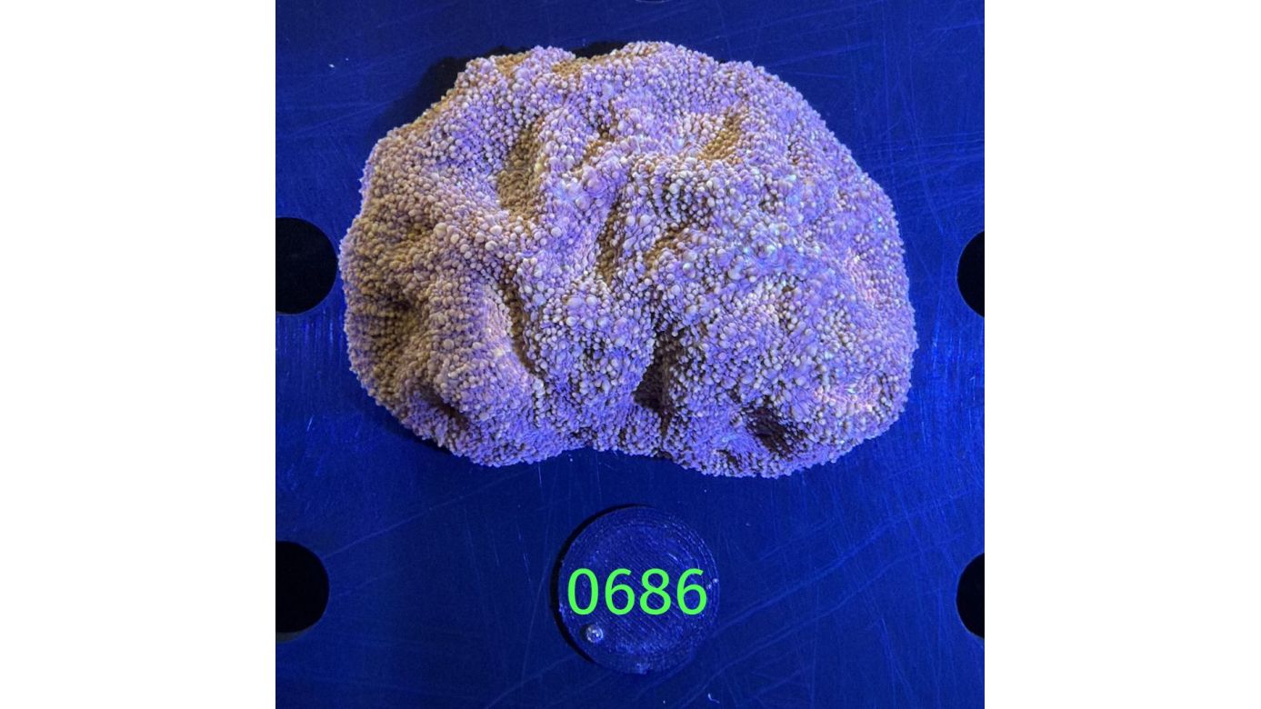 Acanthastrea echinata WYSIWYG 0686