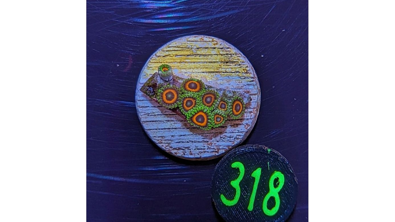 Zoanthus sp. - Krustenanemone Watermelon PlanktonPlus Nachzucht 0318