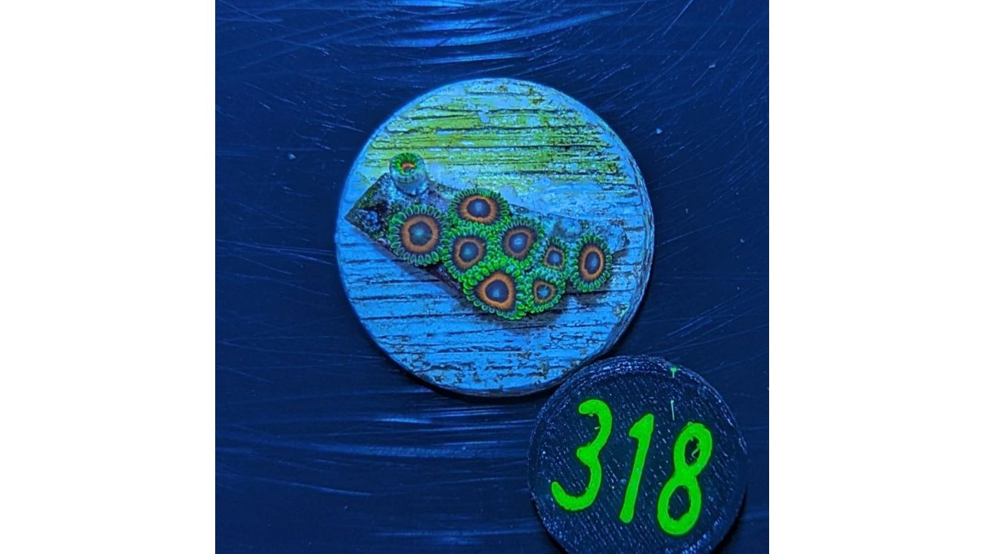 Zoanthus sp. - Krustenanemone Watermelon PlanktonPlus Nachzucht 0318