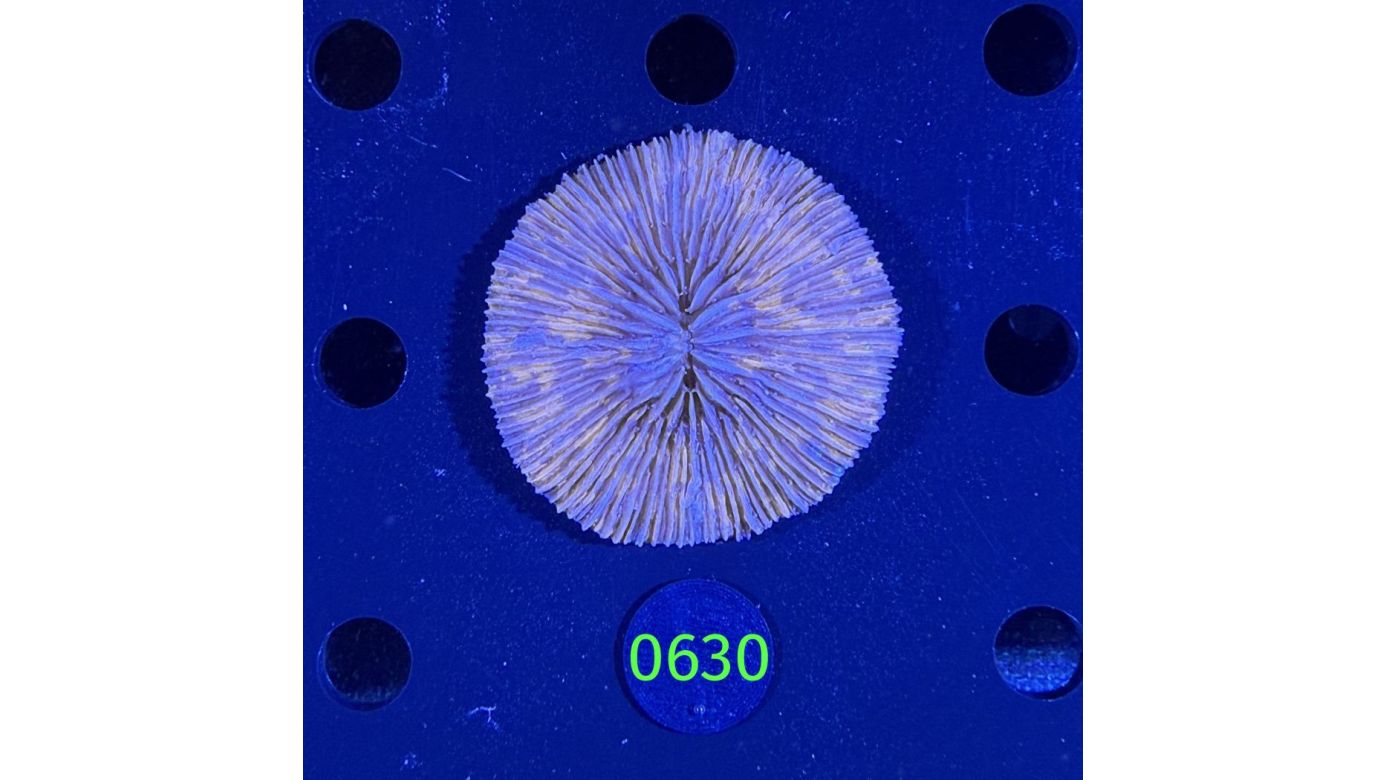 Fungia sp. WYSIWYG 0630
