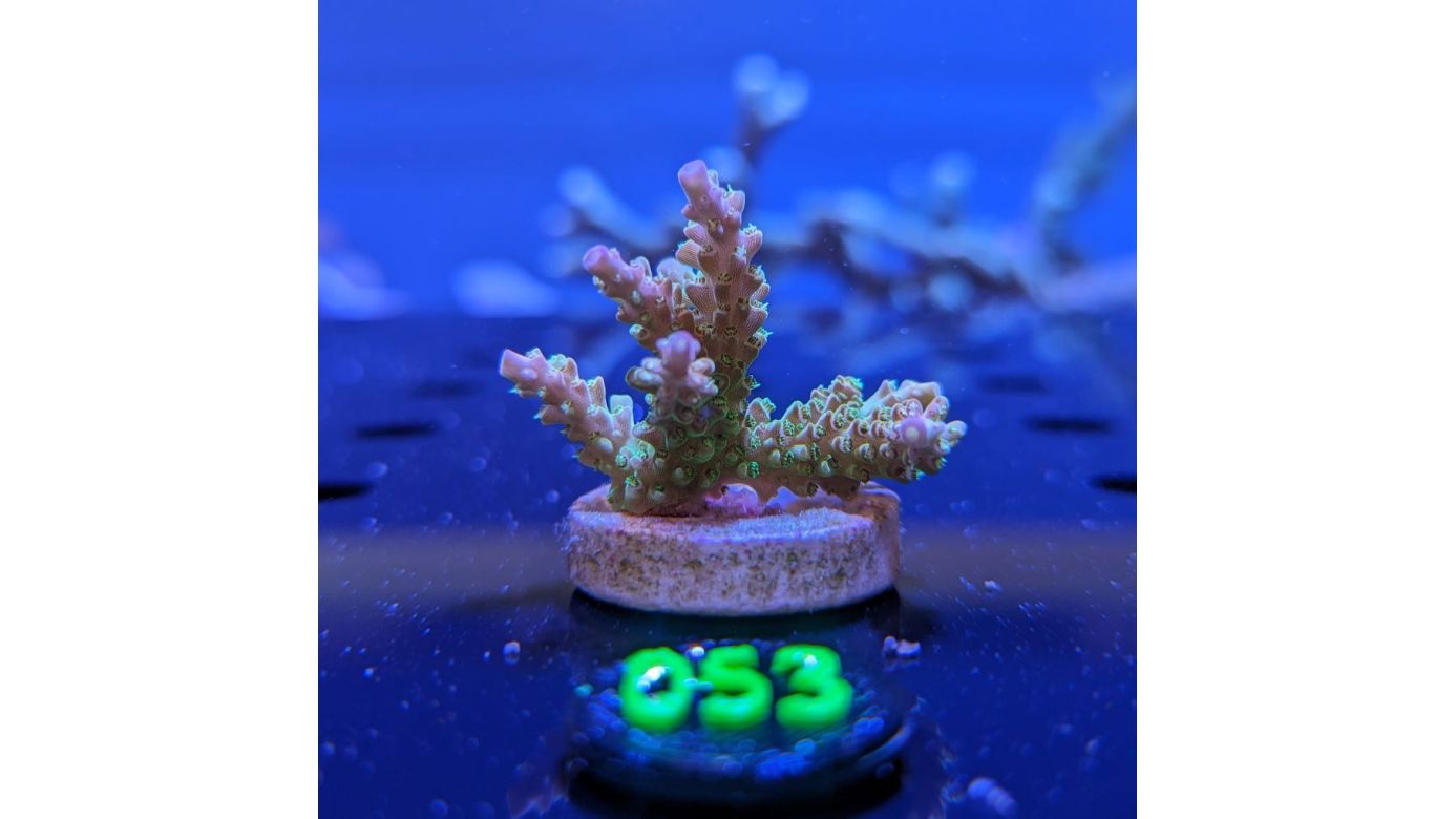 Acropora sp. - Steinkoralle Mango Garden Deutsche Nachzucht 0053