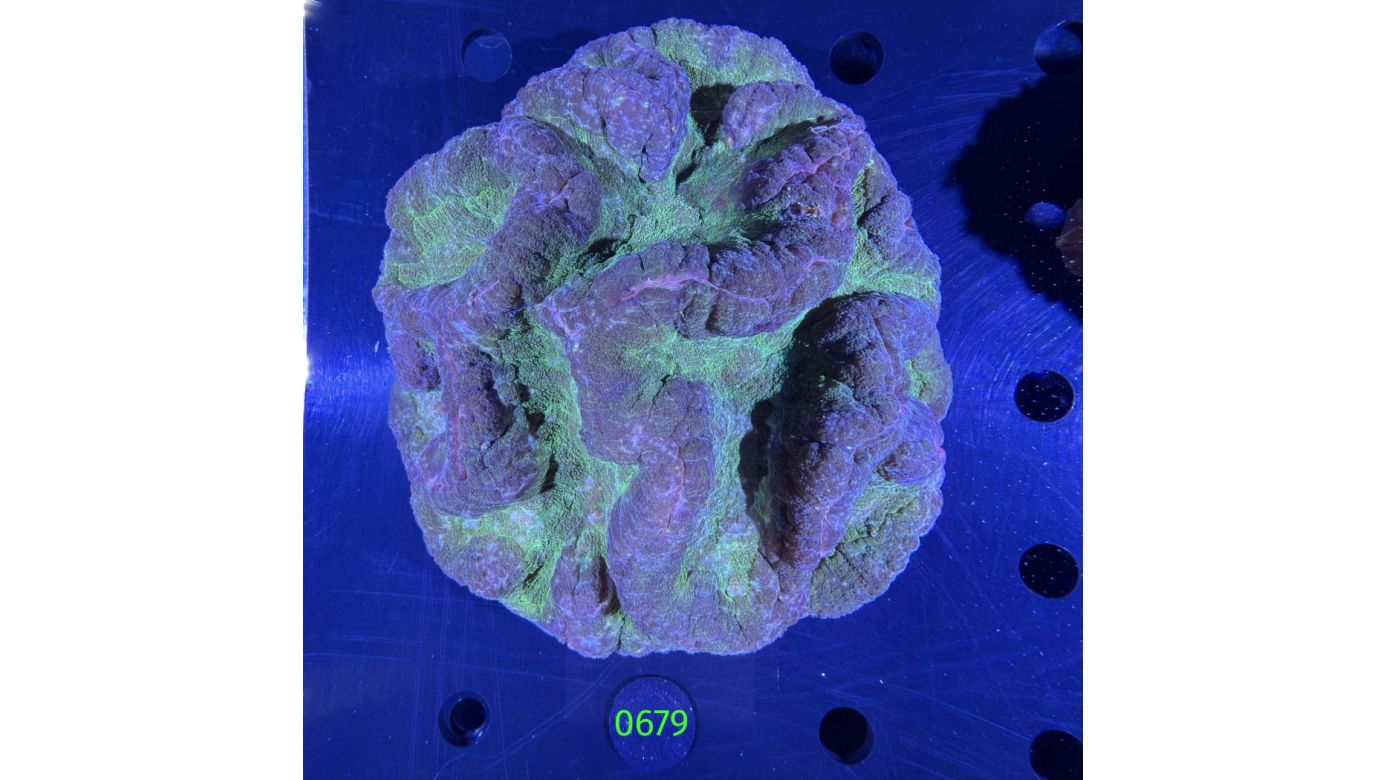 Lobophyllia sp. WYSIWYG 0679