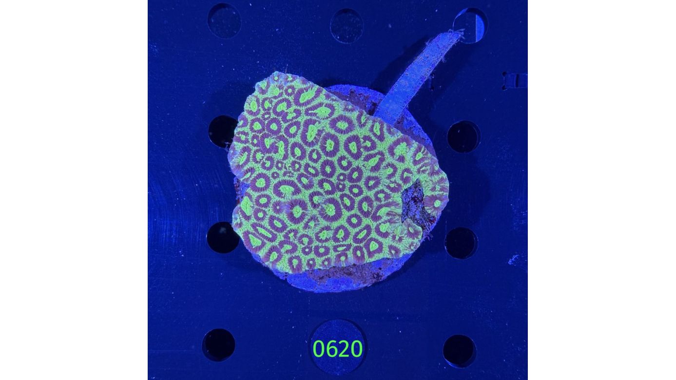 Favia sp. WYSIWYG 0620