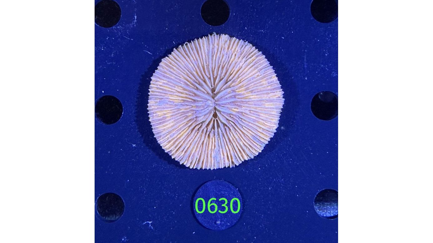 Fungia sp. WYSIWYG 0630