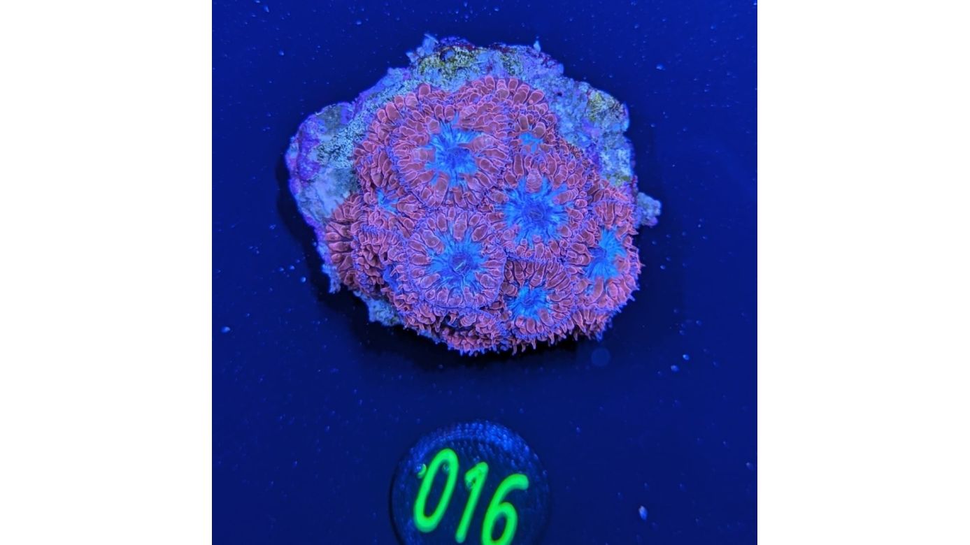 Blastomussa merleti - Hirnkoralle Rot Deutsche Nachzucht 0016