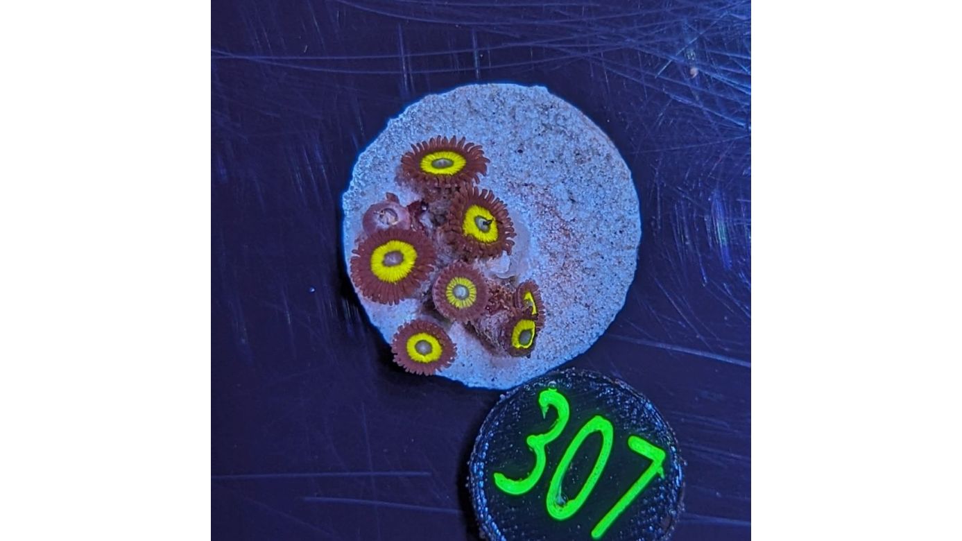 Zoanthus sp. - Krustenanemone Lemon Drop PlanktonPlus Nachzucht 0307