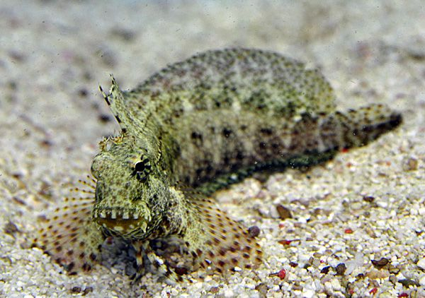 Salarias ceramensis - Felshüpfer