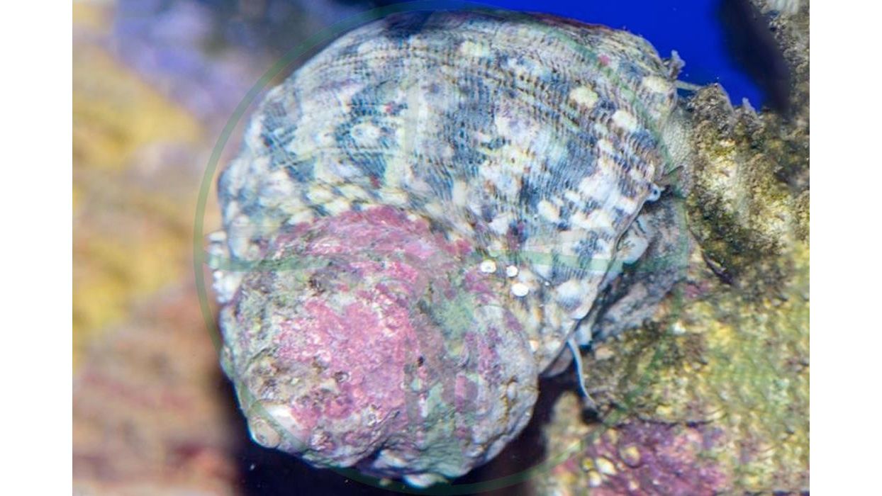 Turbo fluctuosus - Mexikanische Turbo Schnecke