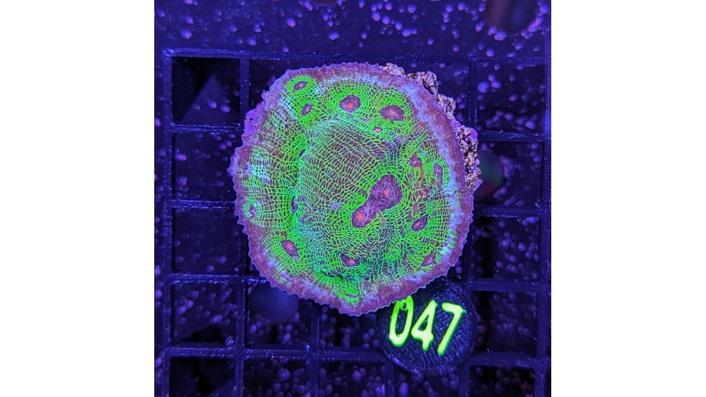 Echinophyllia sp. - Kelchkoralle Avatar Deutsche Nachzucht 0047