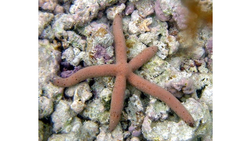 Linkia spec. - Brauner Seestern