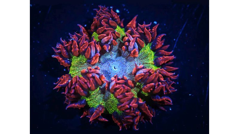 Phymanthus crucifer - Perlenanemone Multicolor Ultra