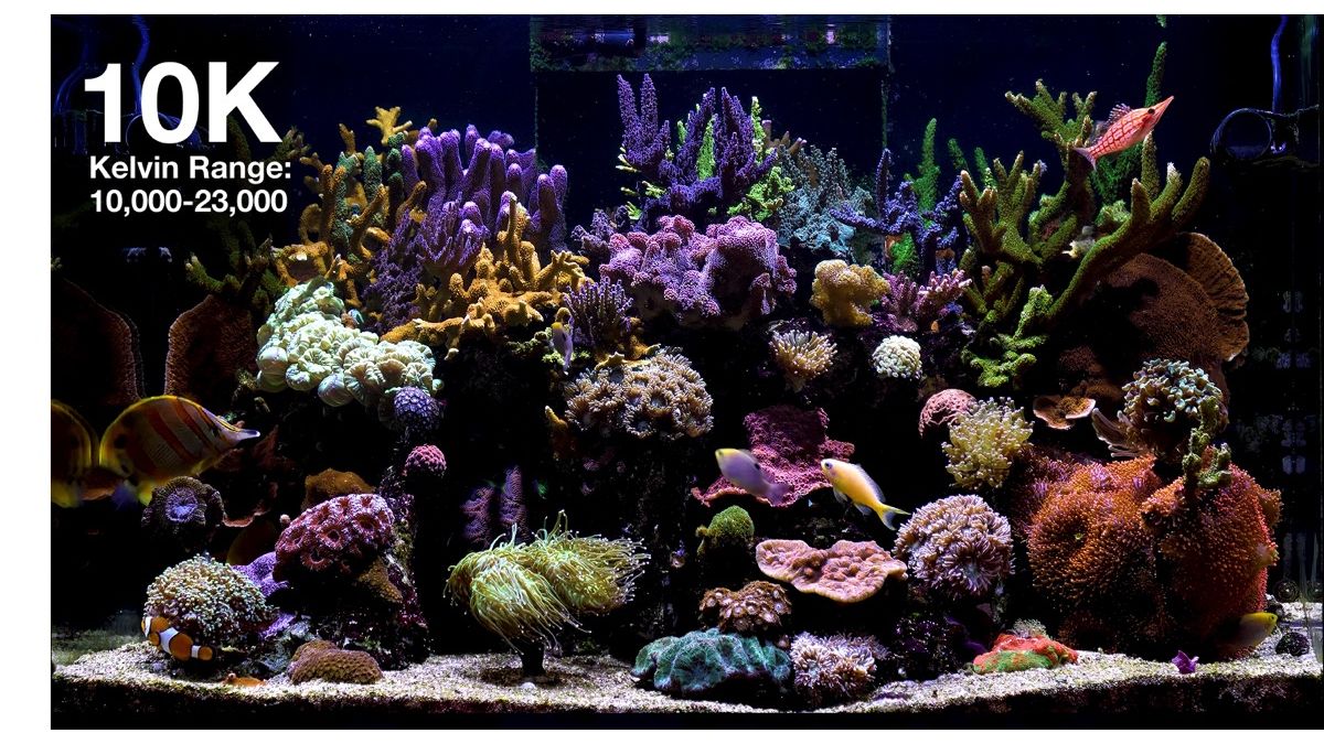 Red Sea ReefLED G2 170 (170W) (R35930EUR)