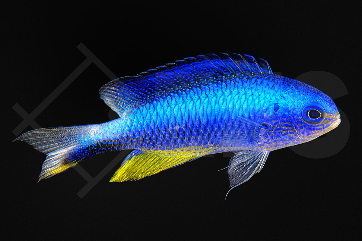 Pomacentrus alleni - Andamanen-Demoiselle