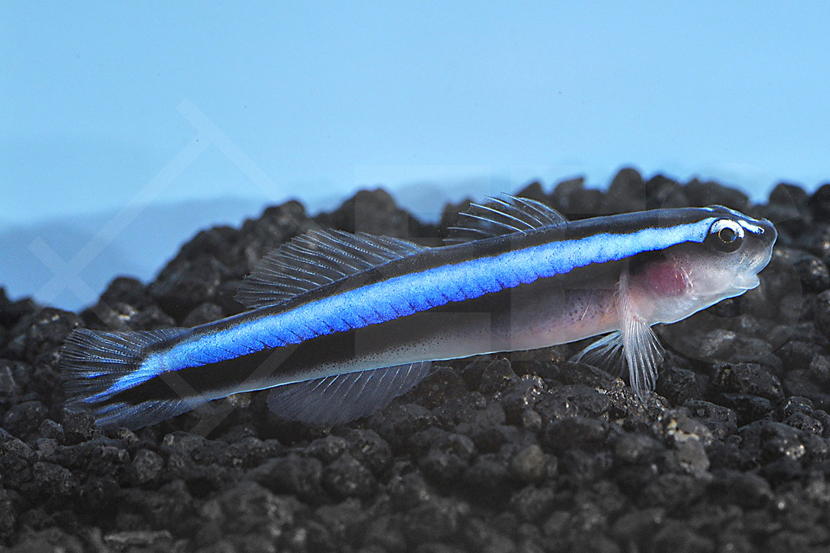 Elacatinus oceanops - Blaue Neonputzergrundel NZ