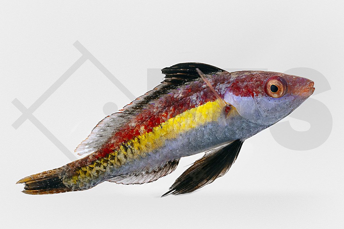 Cirrhilabrus naokoae - Haiflossen Zwerglippfisch