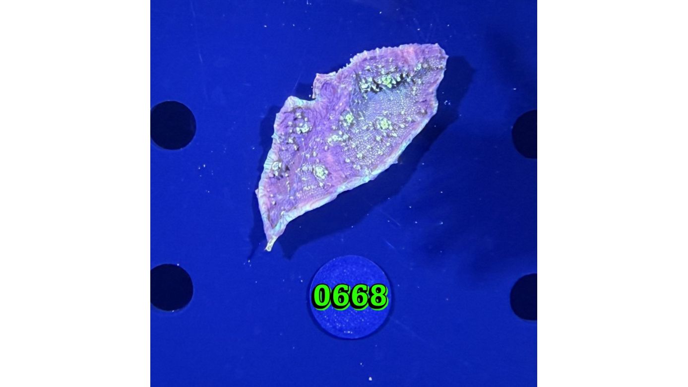 Echinopora sp. WYSIWYG 0668