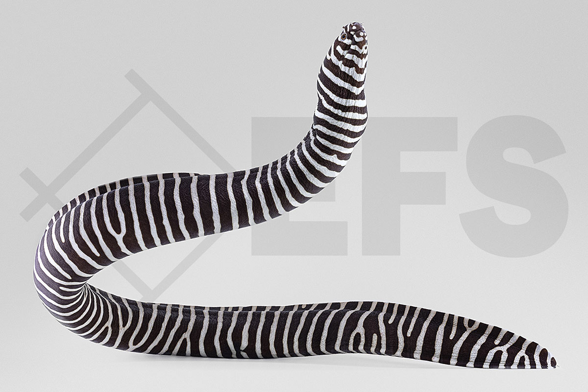 Gymnomuraena zebra - Zebramuräne