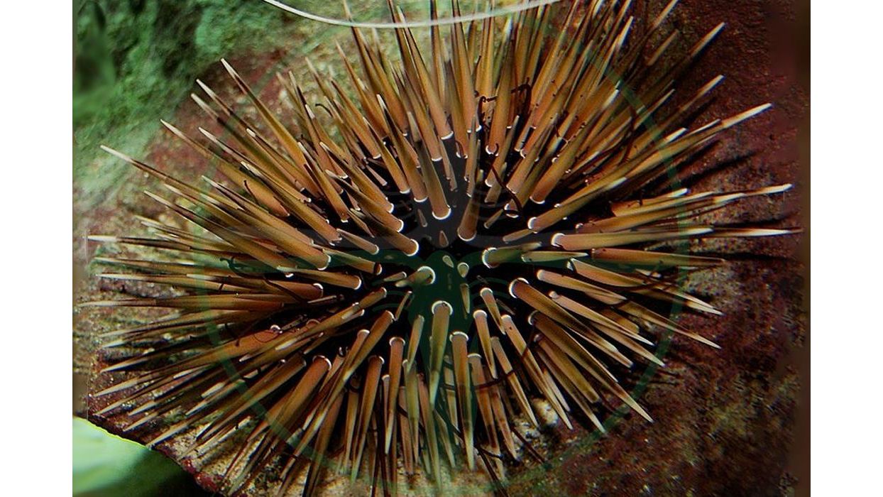 Echinometra Mathaei - Riffdach Bohrseeigel