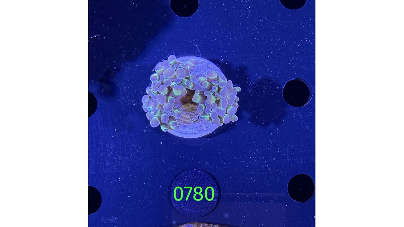 Euphyllia paraancora WYSIWYG 0780